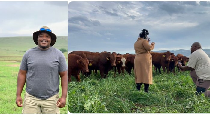 Cows watch as farmer proposes to his woman on farmland - cow man propose land 1