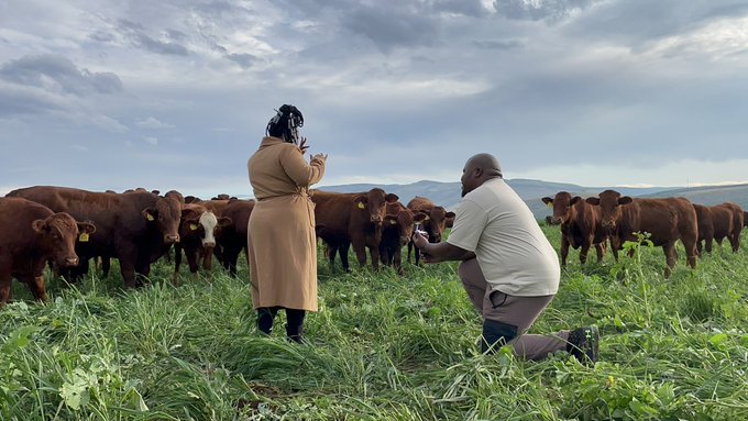 Cows watch as farmer proposes to his woman on farmland - cow witness man propose