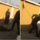 Female soldier caught on tape mercilessly flogging junior colleague - female soldier flogs