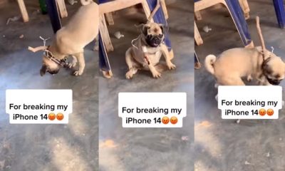 Lady reveals what she did after her dog damaged her iPhone 14 Pro Max (Video) - lady dog break iphone 14 1