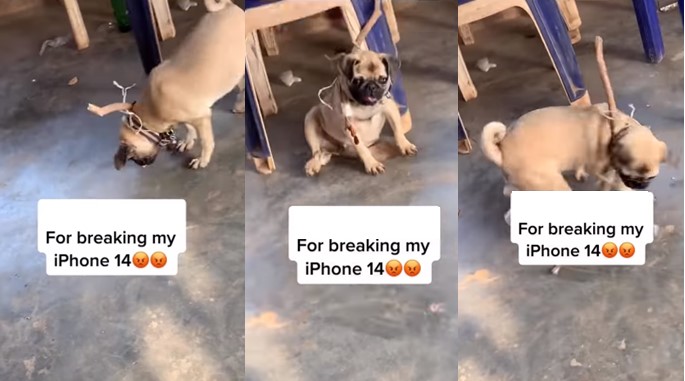 Lady reveals what she did after her dog damaged her iPhone 14 Pro Max (Video) - lady dog break iphone 14 1