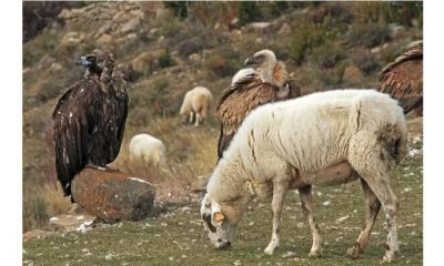 Lost Hope: The vulture and the Sheep - lost hope 1